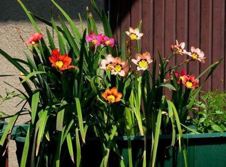 집 안의 스파락시스