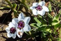 스파락시스: 정원에서 키우고 돌보는 방법