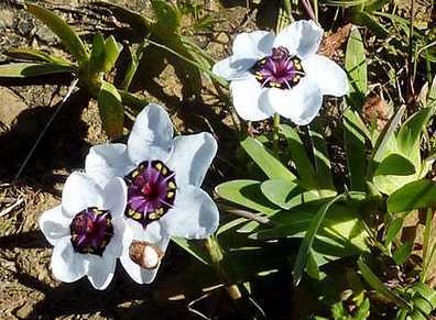 스파락시스: 정원에서 키우고 돌보는 방법