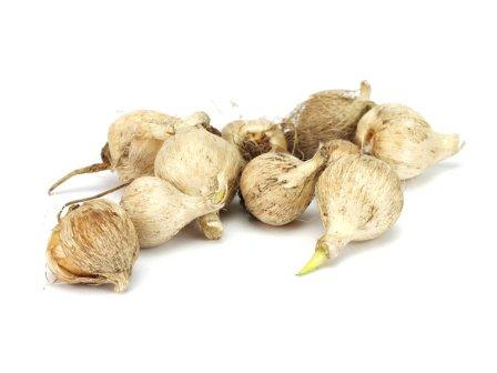 전구 스파락시스