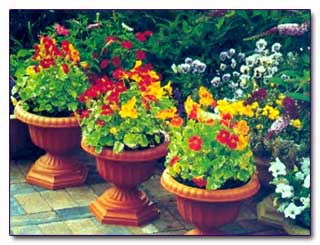 나스투르튬의 종류