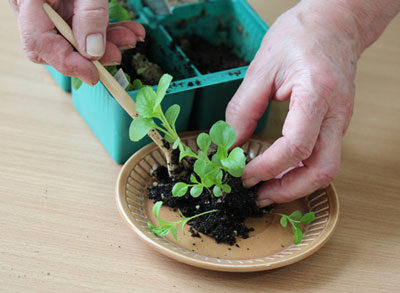 아스트라: 집에서 씨앗으로 키우기