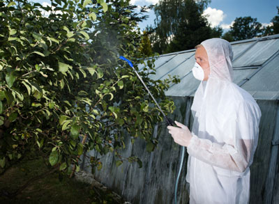 초봄에 과일나무를 해충으로부터 보호하는 방법