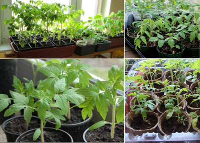 집에서 토마토 묘목에 비료 주기