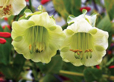 열린 땅에 아시탄테라 심기 및 관리