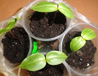 열린 땅에 아시탄테라 심기 및 관리