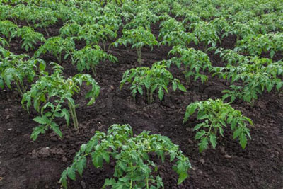 모스크바 지역에서 야외에 토마토를 심는 시기