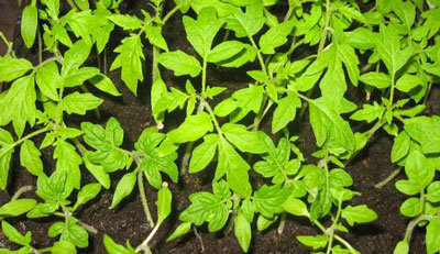 토마토 묘목을 통통하게 만들기 위한 비료 공급 방법