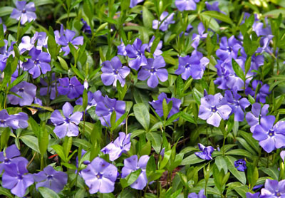 빈카: 열린 땅에 심기 및 관리