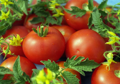 토마토 "화이트 필링 241": 설명이 포함된 리뷰