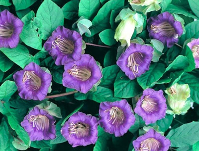 열린 땅에 아시탄테라 심기 및 관리