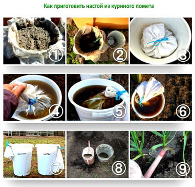 닭똥: 비료로 희석하는 방법