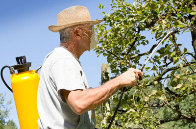 초봄에 과일나무를 해충으로부터 보호하는 방법