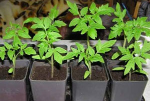 집에서 토마토 묘목에 비료 주기