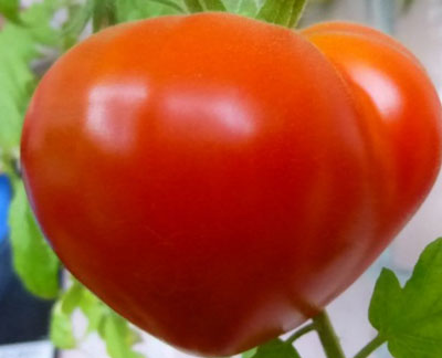 토마토 "부데노프카": 그것을 재배한 사람들의 리뷰