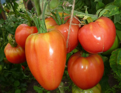 토마토 "부데노프카": 그것을 재배한 사람들의 리뷰