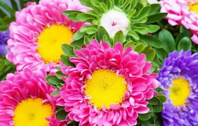 아스트라: 집에서 씨앗으로 키우기