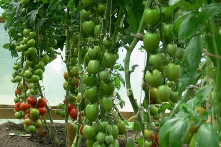 토마토 "톨스토이": 리뷰, 사진