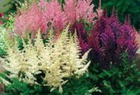 아스틸베 심기 및 관리