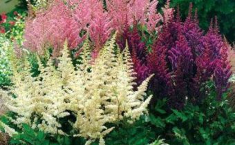 아스틸베 심기 및 관리