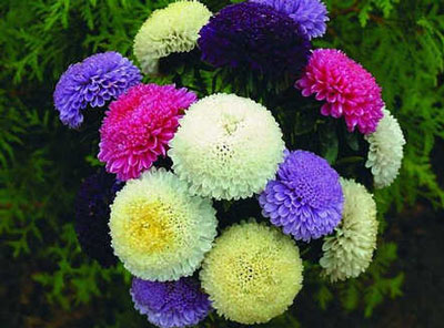 아스트라: 집에서 씨앗으로 키우기