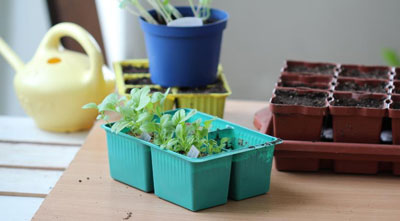 아스트라: 집에서 씨앗으로 키우기