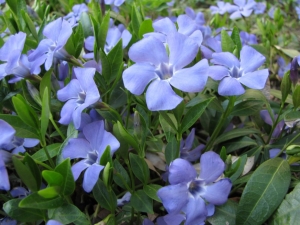 빈카: 열린 땅에 심기 및 관리