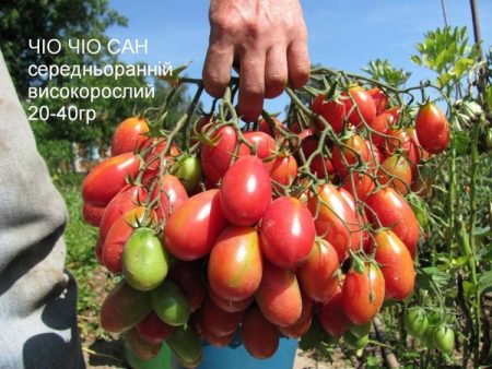 토마토 "Chio-Chio-San": 리뷰, 사진