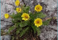 금 심기 및 관리