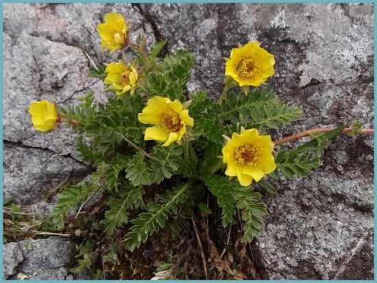 금 심기 및 관리