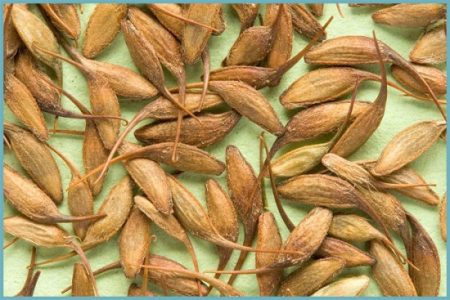 그라빌라트 씨앗