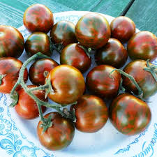 개활지용 체리토마토 품종