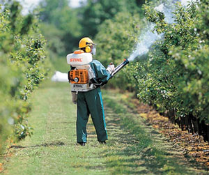 초봄에 과일나무를 해충으로부터 보호하는 방법