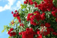 여름 내내 꽃이 피는 다년초 관목