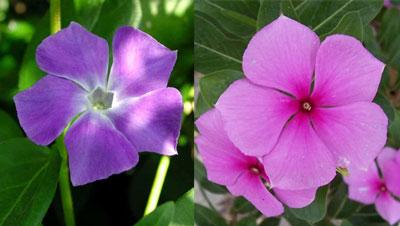 빈카: 열린 땅에 심기 및 관리