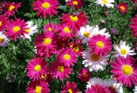 피레트럼 심기 및 관리