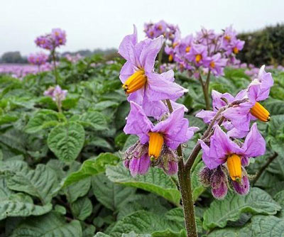 콜로라도 감자딱정벌레를 예방하기 위해 감자를 심기 전에 처리하는 방법