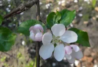 사과꽃