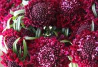 스카비오사 심기 및 관리