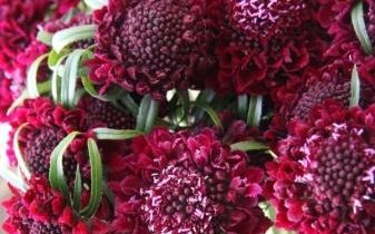 스카비오사 심기 및 관리