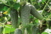 열린 땅에 가장 생산적인 오이