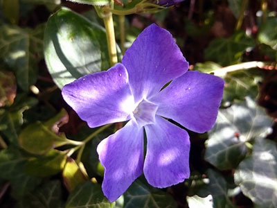 빈카: 열린 땅에 심기 및 관리