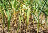 마늘이 노랗게 변하는 이유는?