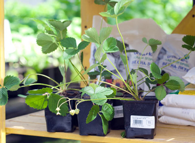 봄철 딸기 수확량 늘리는 방법