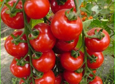 토마토 "아주르"