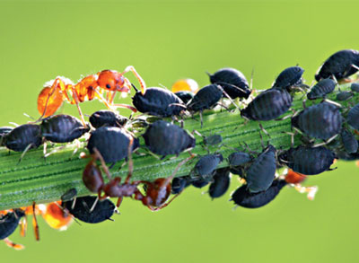 건포도에 있는 진딧물을 없애는 방법