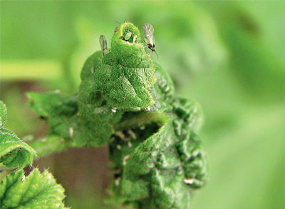 건포도에 있는 진딧물을 없애는 방법