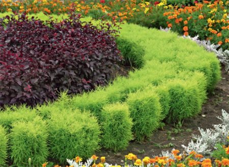 코키아: 씨앗에서 자라다