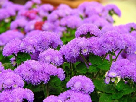 Ageratum: 집에서 씨앗으로 키우기