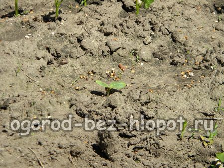 열린 땅 속의 호박 새싹